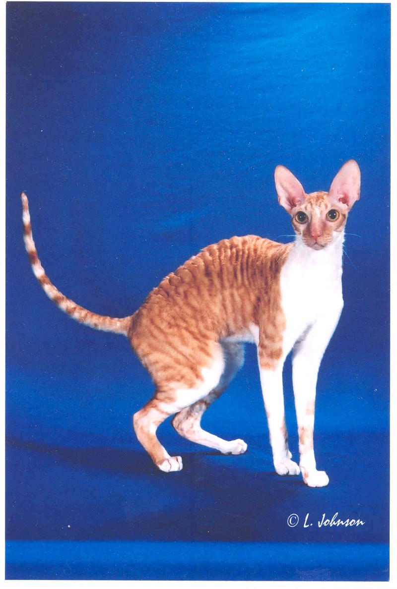 Корниш рекс torti