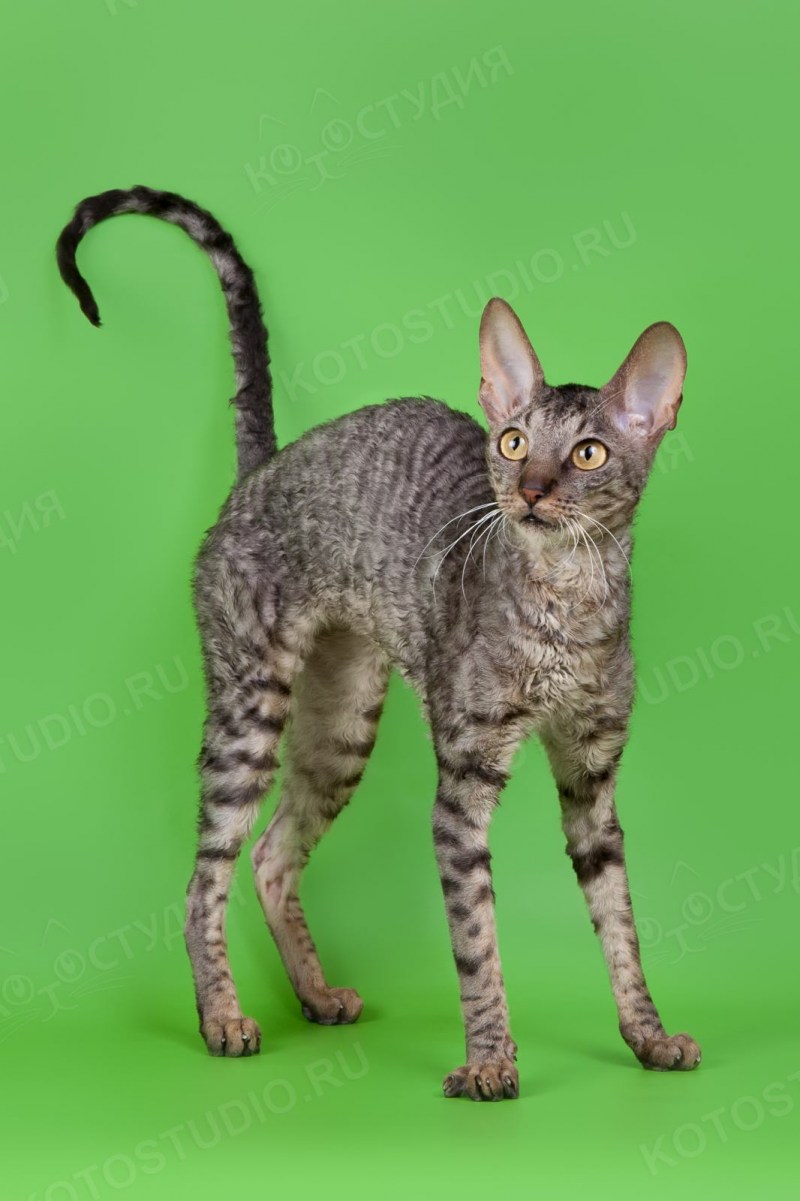 Корниш-рекс шиншилла