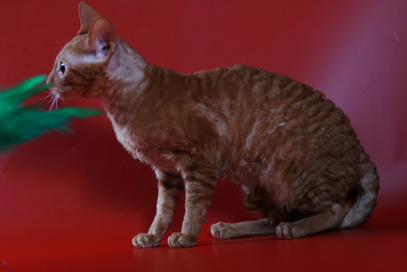 Кот Корниш рекс