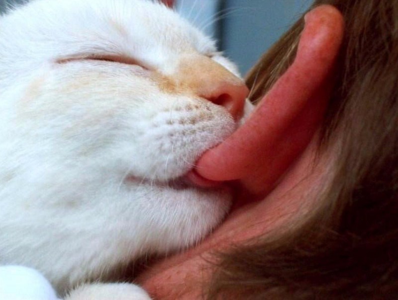Коты вылизываются