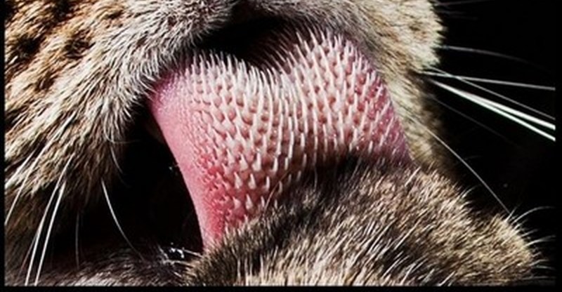 Фото сладкого котика с язычком