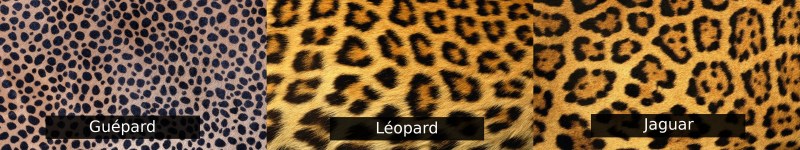 Jaguar Leopard Cheetah