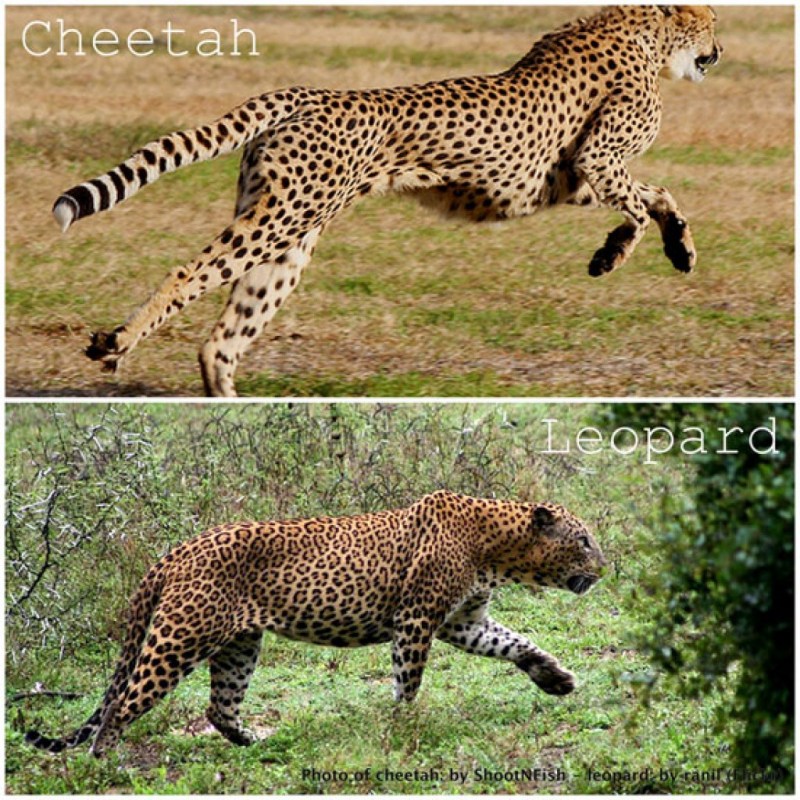 Pantera vs Jaguar
