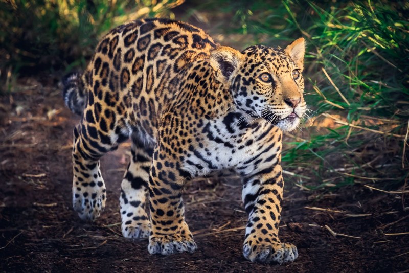 Jaguar Leopard Cheetah