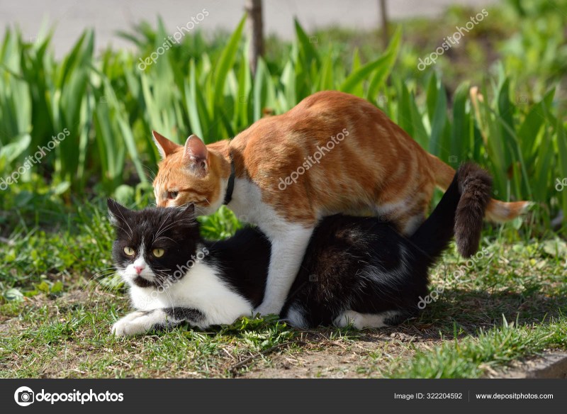 Коты спариваются
