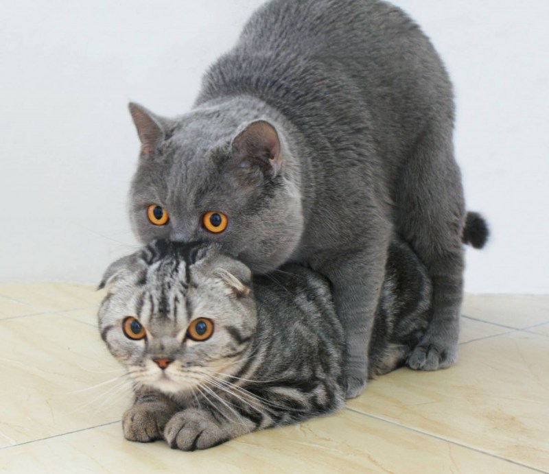 Коты спариваются
