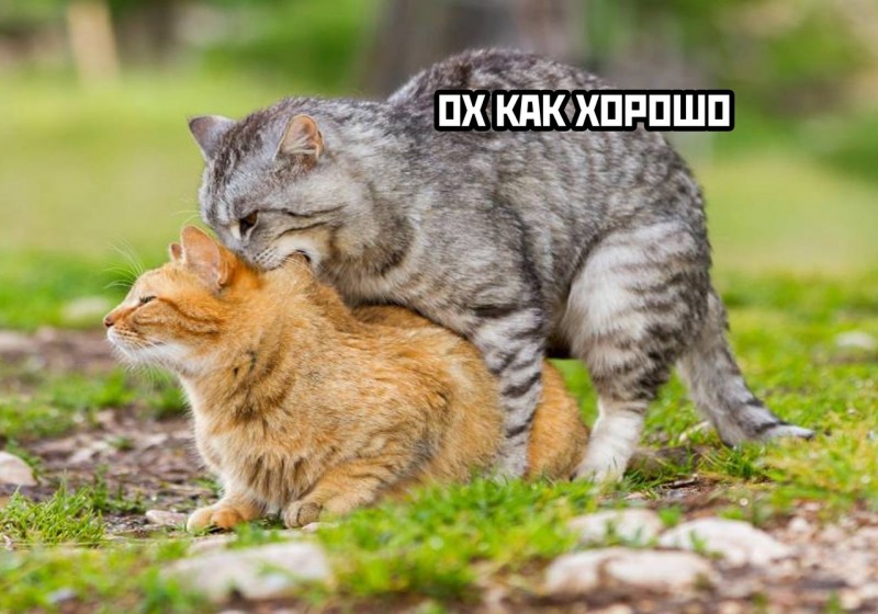 Кот с кошкой спариваются