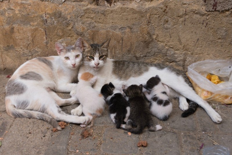 Кошачье размножение