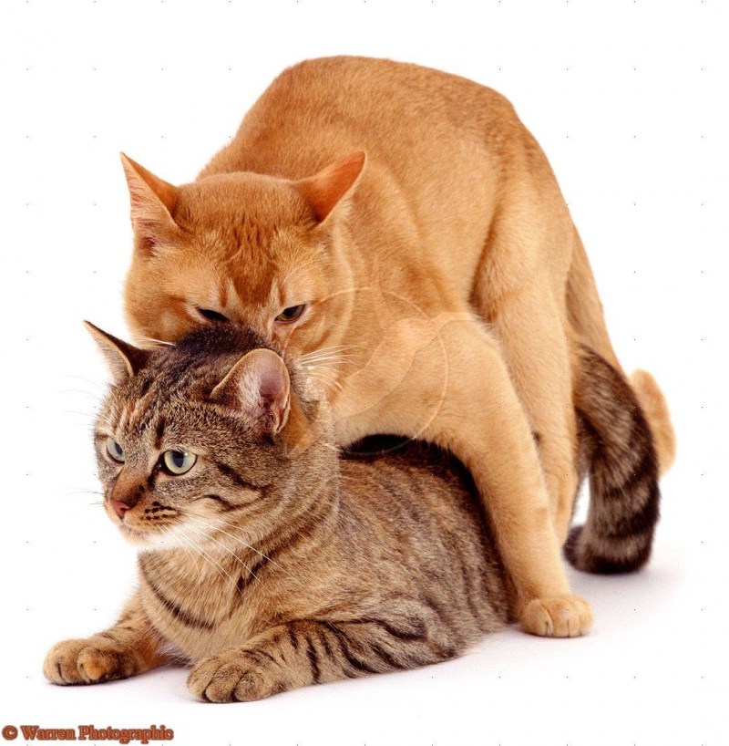Кошки совокупляются