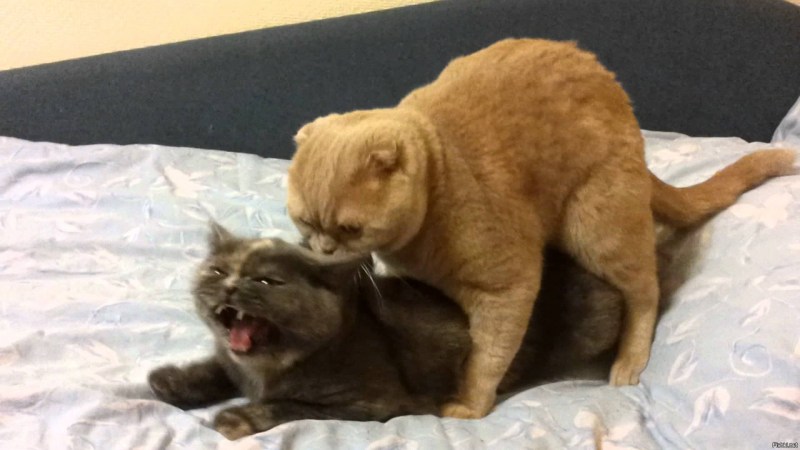 Кошки занимаются