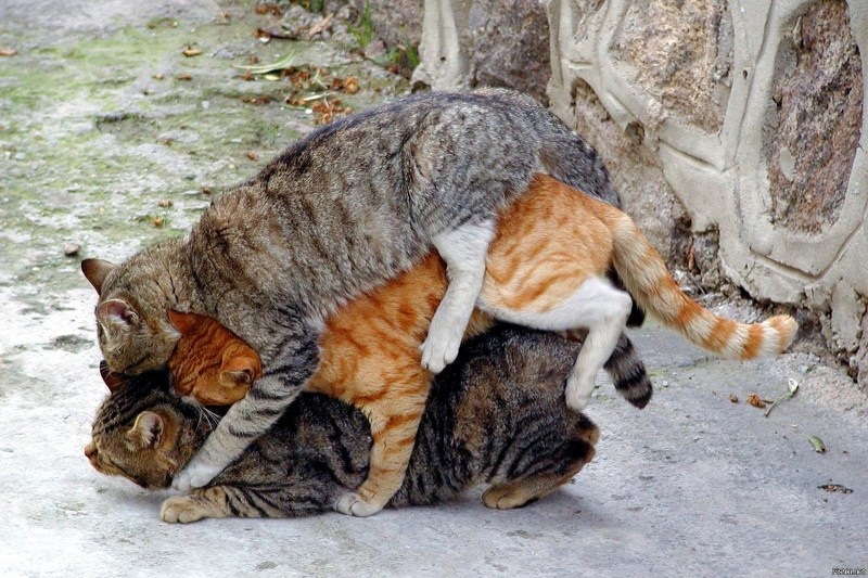 Кошки спариваются