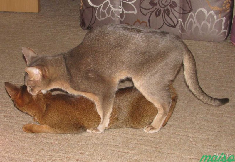 Спаривание кошек