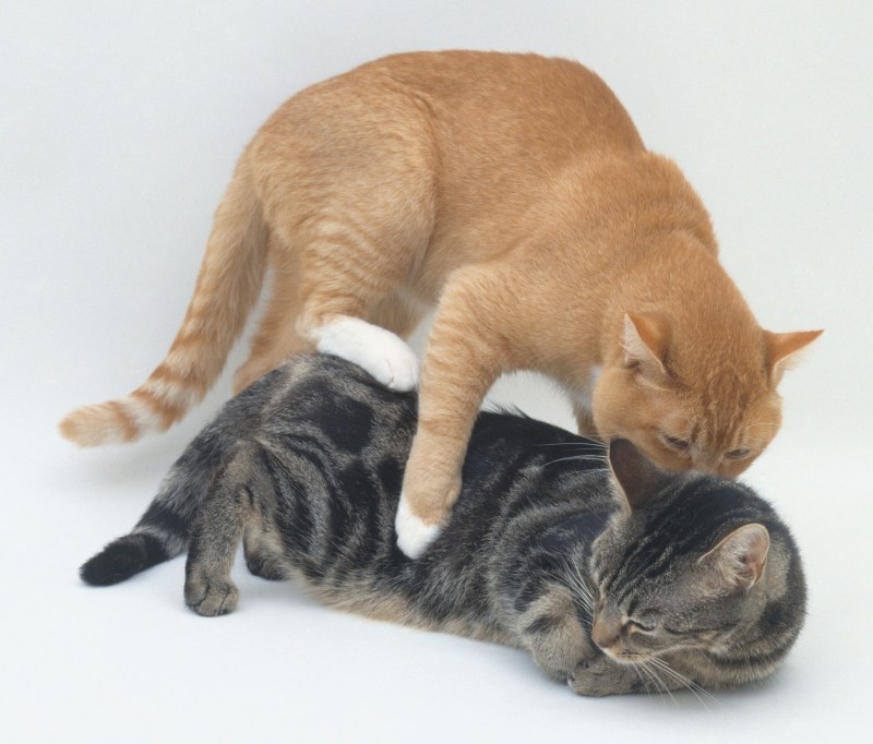 Кошки сношаются