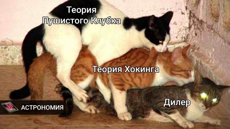 Кошки занимаются