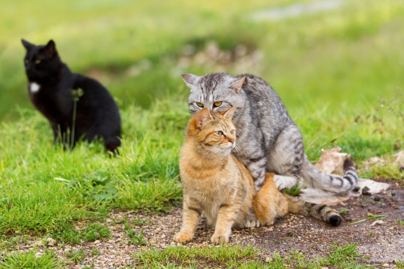 Cats mating hard