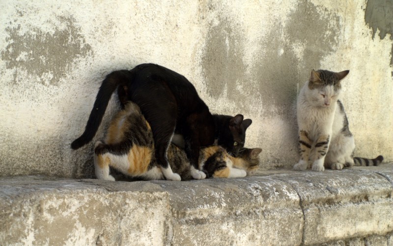 Котики спариваются
