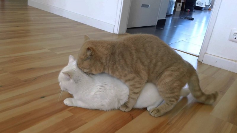 Кошачья вязка