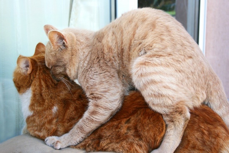 Кот с кошкой спариваются