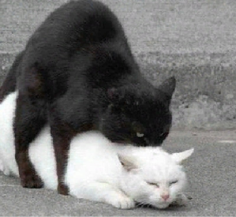 Сношающиеся коты