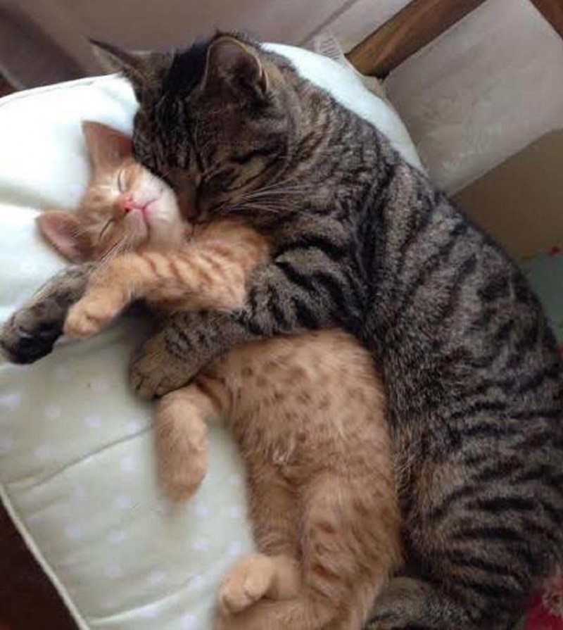 Кошки спариваются