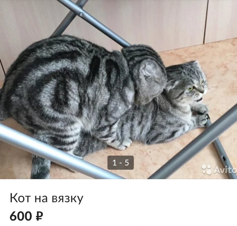 Кошачья вязка
