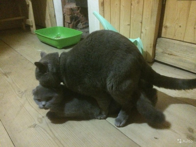Кот бродячий серый с черным