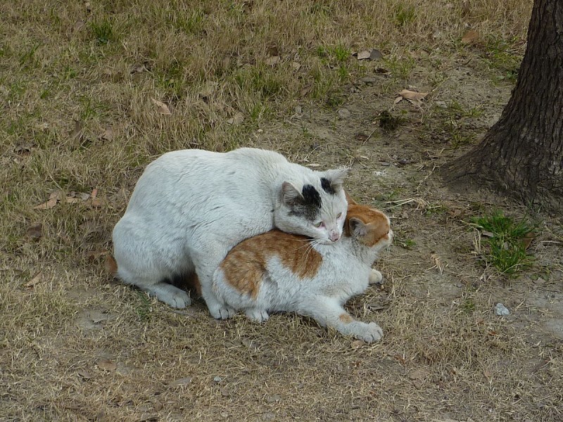 Кошки совокупляются