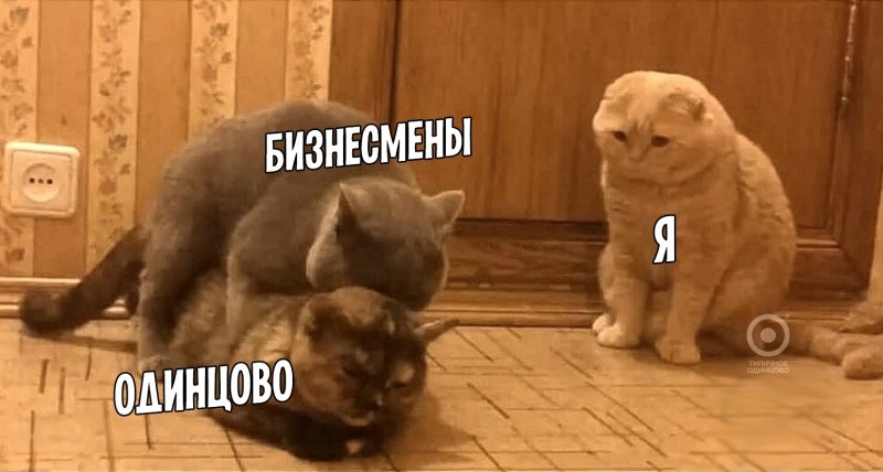 Зато я начитанный кот
