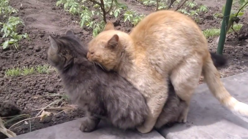 Брачный период у кошек