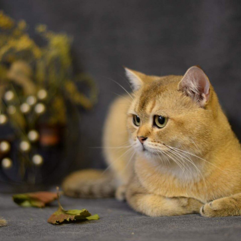 Кот породы шиншилла золотистая