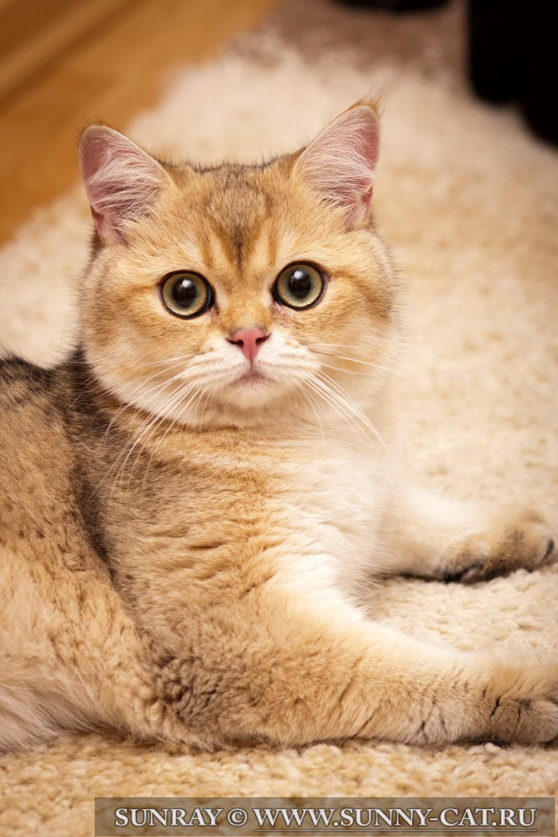 Британский кот Золотая шиншилла