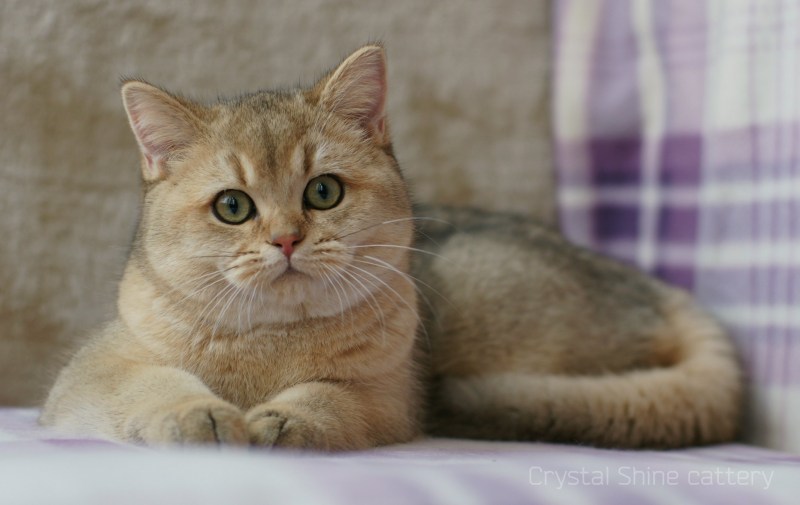 Британская короткошёрстная Золотая шиншилла