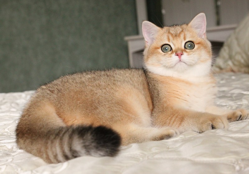 Британец Золотая шиншилла