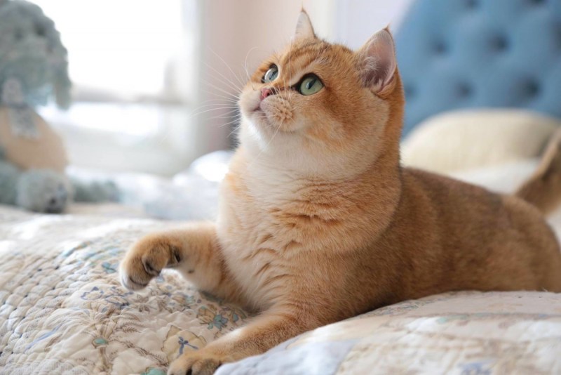 Британская короткошёрстная кошка шиншилла золотистая