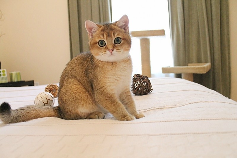 Золотая кошка котята