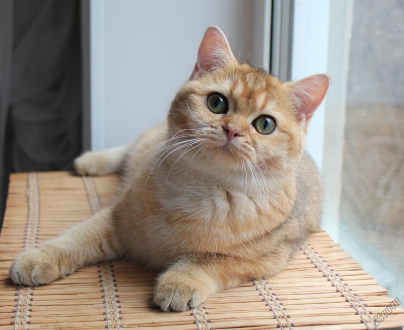 Рыжая шиншилла кошка