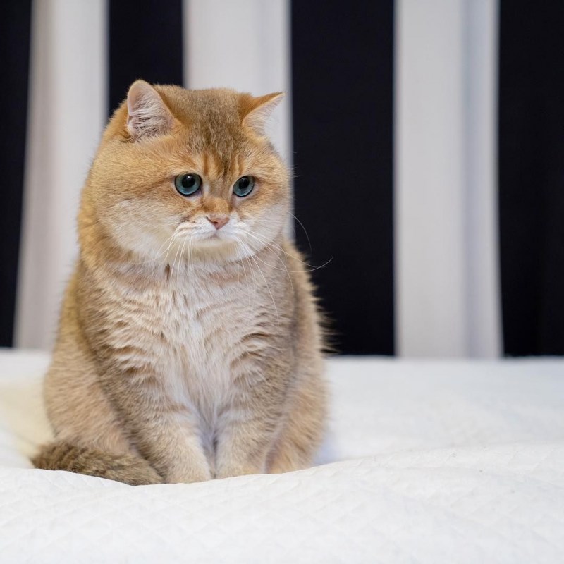 Скоттиш страйт Золотая шиншилла