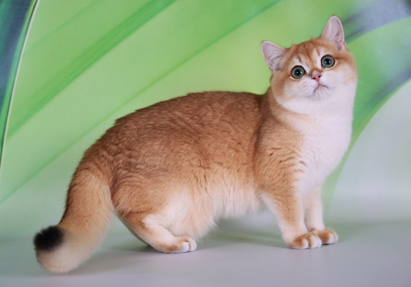 Фотография золотой котик