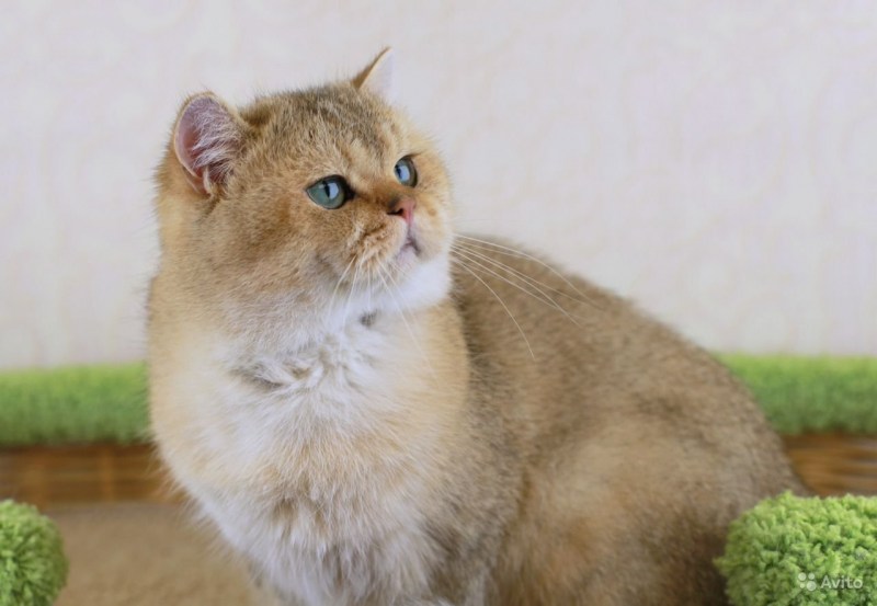 Шотландская короткошерстная Золотая