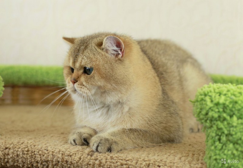 Британская кошка Золотая шиншилла