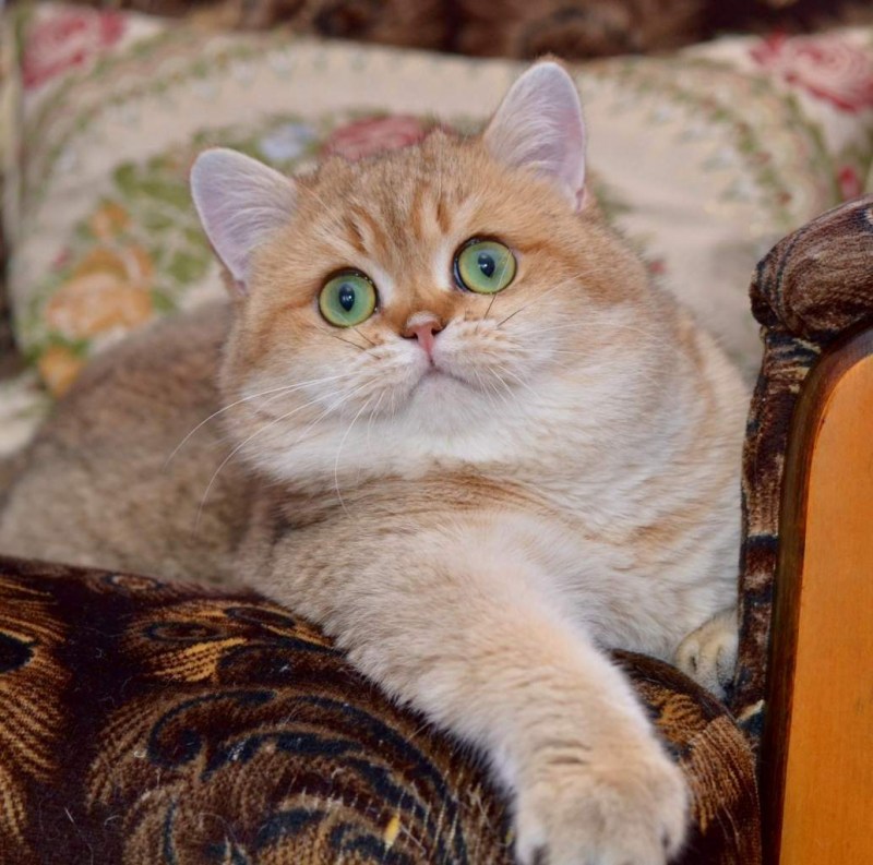 Британская Золотая шиншилла