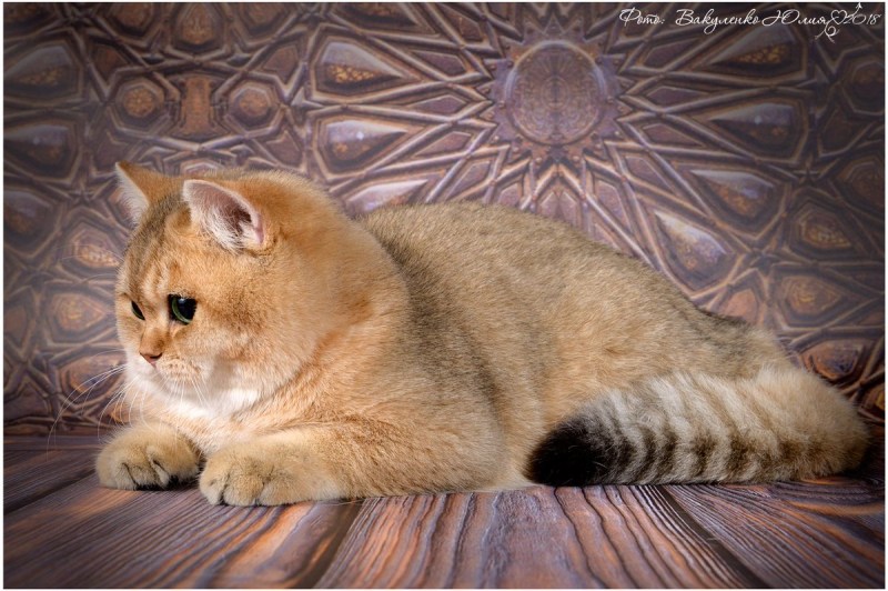 Золотистый котенок
