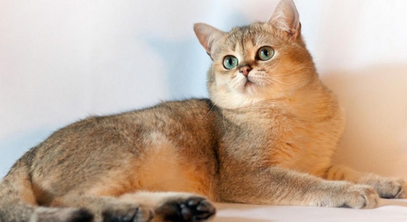 Шотландская короткошерстная Золотая шиншилла