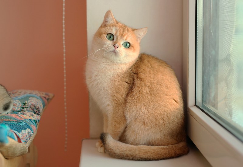 Британский котик Яшка