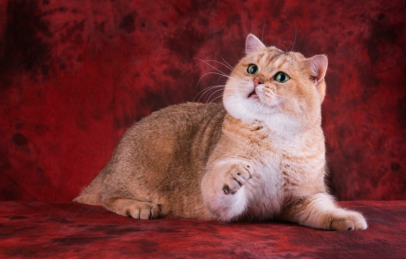 Кот с золотом