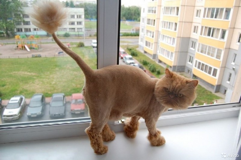 Стрижка котов