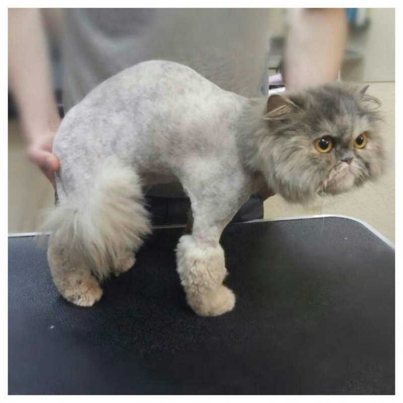 Груминг персидских кошек