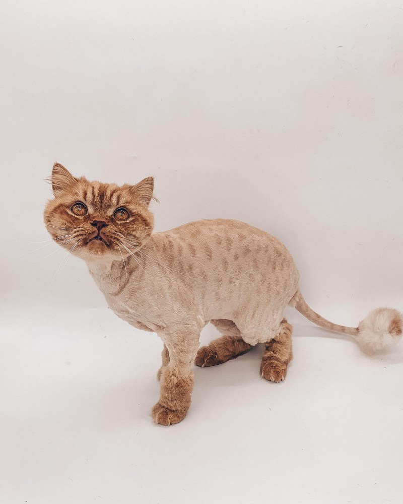 Стрижка кошек