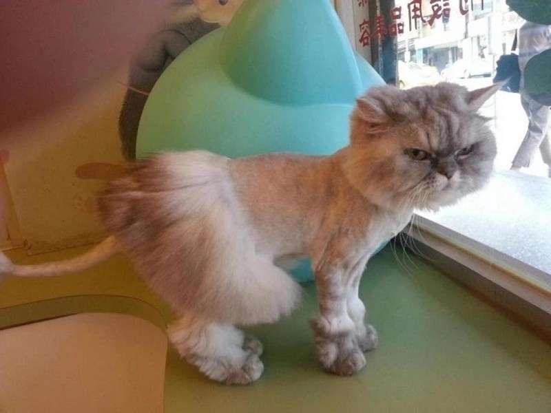 Креативная стрижка кошек