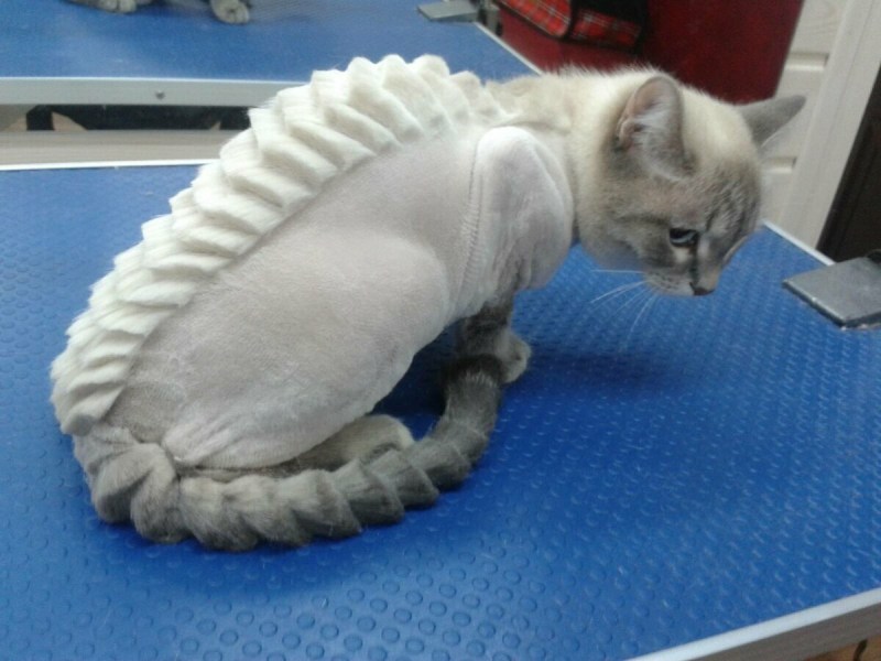 Модельная стрижка кота